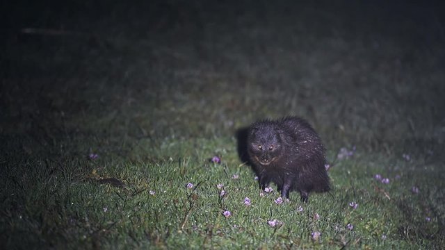 Extremely rare wildlife, a Melanistic Genet Cat (Genetta Genetta) seen in Aberdare National Park on in Kenya, Africa