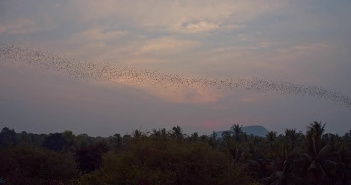A line of bats flying from the Battambang Bat Caves in Cambodia during sunset - wide shot