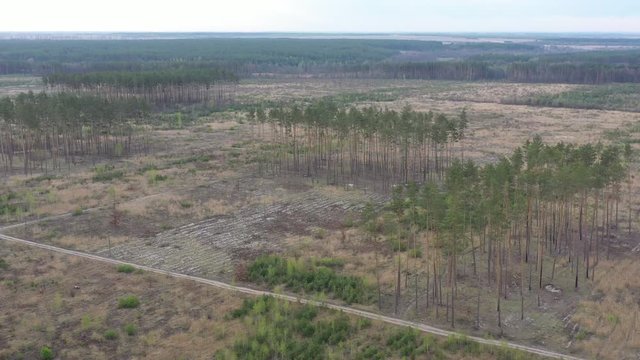 Deforestation in the Zhytomyr region Ukraine. View from the drone.