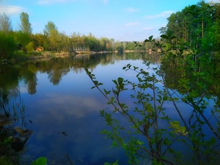 Лес на фоне синего озера и неба