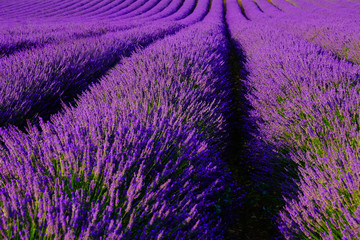 Fototapeta na wymiar Lavender flower blooming scented fields in endless rows. Provence, France.
