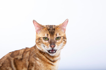 줄무늬가 있는 귀여운 벵갈 고양이