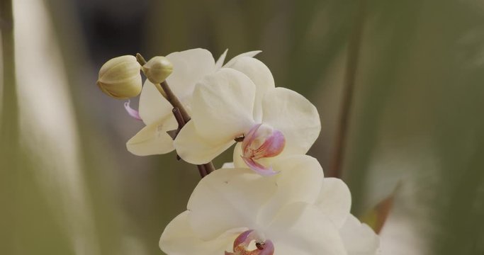 Ladybugs On Lovely White Orchids - Closeup Shot