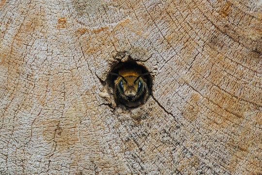 Young solitary bee (Osmia Cornuta) peaking out of a wooden nesting tube.