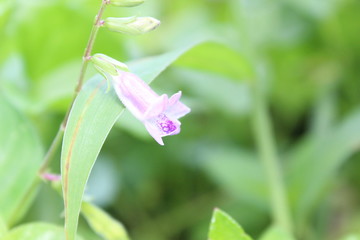 lily of the valley in spring