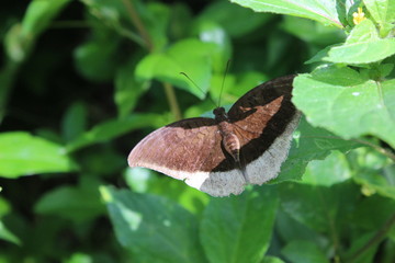 Obraz premium butterfly on leaf