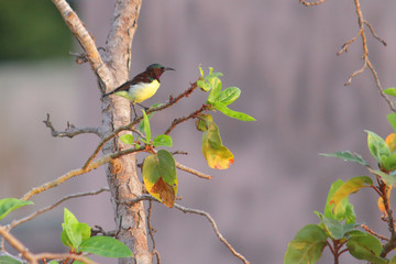 Sunbird on the branch