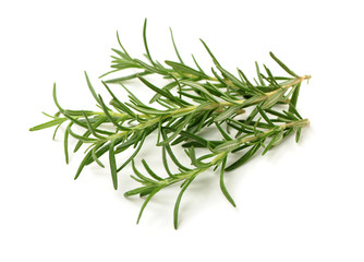 Branch of rosemary on white background. 