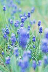 Obraz premium Muscari