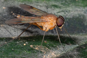 Macro Photo of Orange Robber Fly on Green Leaf