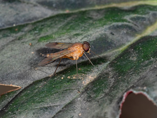 Macro Photo of Orange Robber Fly on Green Leaf
