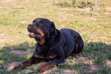 breed dog breeds and training