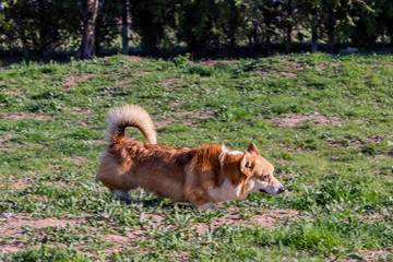 breed dog breeds and training