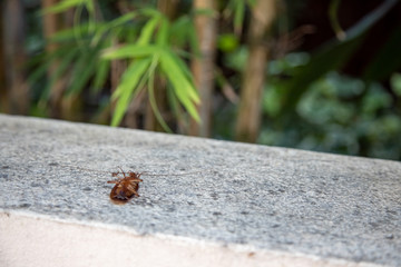 big dead orange cockroach lies paws up poisoned by chemical anti-insect repellents