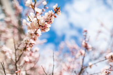 luxuriously and brightly blooming apricot tree on the background of a clear blue beautiful sky.