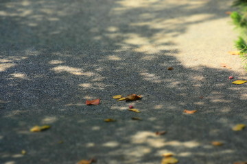 autumn leaves on the ground