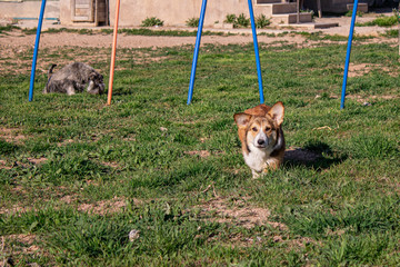 breed dog breeds and training