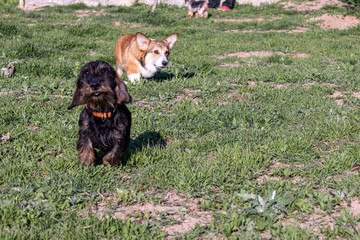 breed dog breeds and training