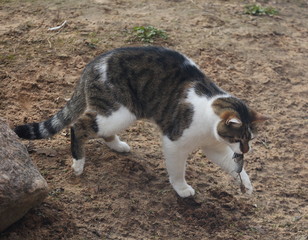 The cat carries in its mouth a mouse caught