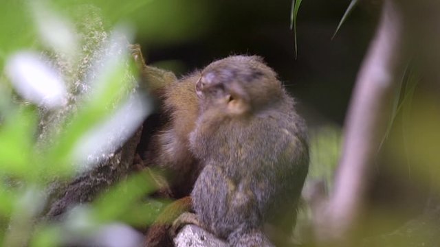 A Pair Of Marmoset Monkey Or Zaris Grooming Each Other, Shot Thru Some Plants In The Forest. - close up slow mo