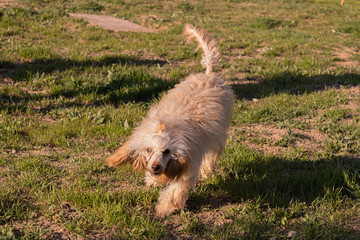 breed dog breeds and training