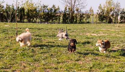 breed dog breeds and training