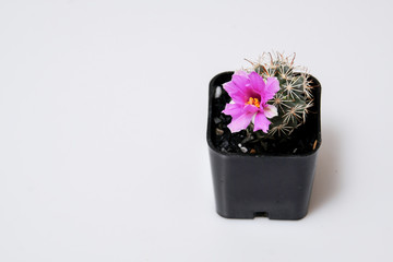 Beautiful cactus on white background