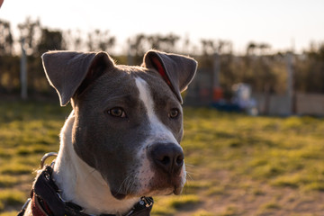 breed dog breeds and training