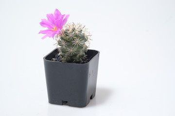 Beautiful cactus on white background