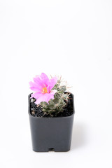 Beautiful cactus on white background