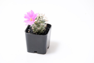 Beautiful cactus on white background
