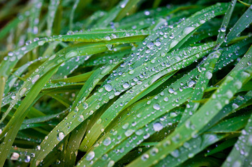 Morning dew on green grass lit by bright sunlight.