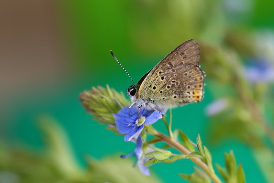 Little butterfly sits on a blue Veronica flowers on a blurry green background