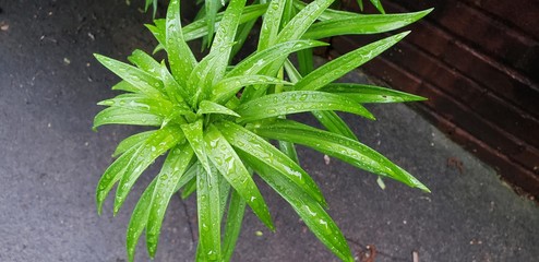 Plant after spring rainfall