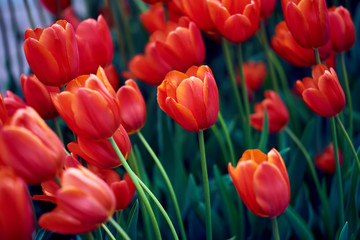 Red tulips flower in large numbers on the meadow. bed of flowers. big flowers. green leaves. macro photo. background