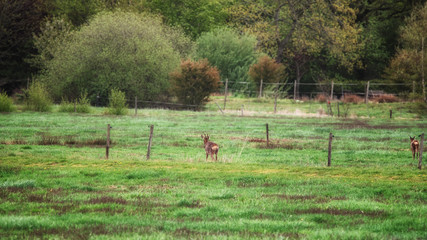 Rehe auf der Weide