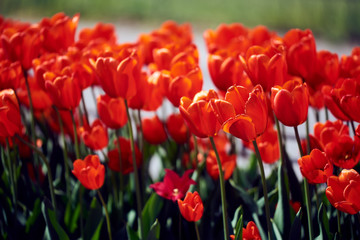 Red tulips flower in large numbers on the meadow. bed of flowers. big flowers. green leaves. macro photo. beautiful bokeh