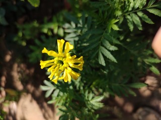 yellow flower