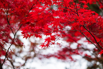 red maple leaves in the garden with copy space for text, natural background for Autumn season and vibrant falling colorful foliage concept