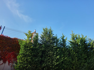 Metal fence mesh high, green plants in the foreground and blue sky in the background