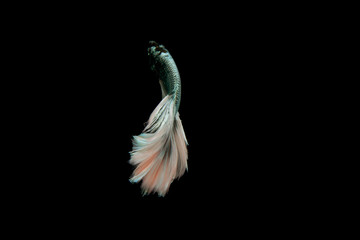 Siamese fighting fish.Multi color fighting fish isolated on black background.	
