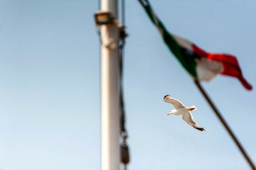 A seagull gliding with open wings taken between a flag and a mast of a sailing boat both blurred by day with the sun in summer, in Sardina Italy
