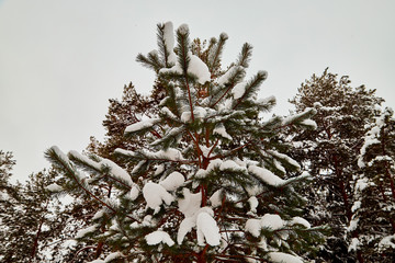Snow covered trees in a winter forest