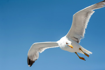 A closeup of a lone seagull flying freely in nature with the background of the blue sky in search of food on a sunny day in summer, in Sardinia Italy
