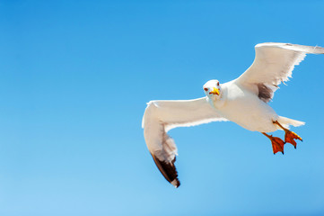 A closeup of a seagull with all its wingspan flying freely in nature with the background of the blue sky on a sunny day in summer, in Sardinia Italy