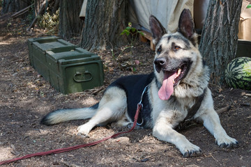 A military service east-european shepherd dog lies on a ground in a forest