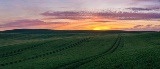 Naklejka na ściany i meble spring panorama of green sown crops during sunset.