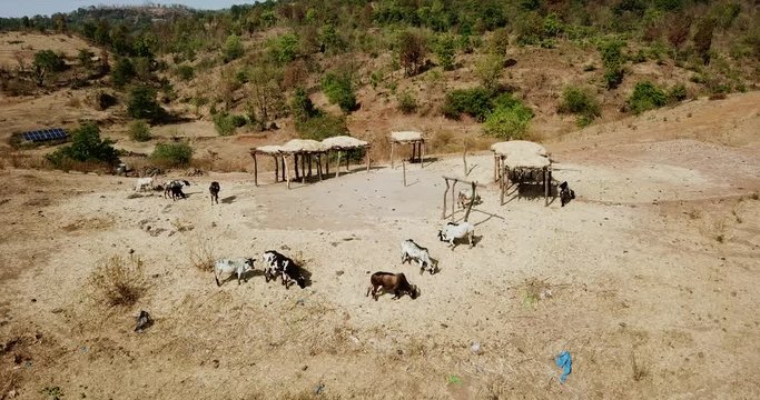 Aerial view of small herd of cattle standind at the top of a hill in the hilly desert landscape of North India.
