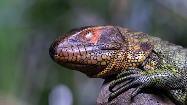 Northern Caiman Lizard Sitting On The Tree Branch In Forest And Displaying Its Third Eyelid. -close up slow mo shot