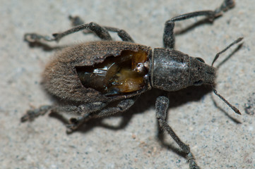 Weevil injured. Cruz de Pajonales. Integral Natural Reserve of Inagua. Tejeda. Gran Canaria. Canary Islands. Spain.